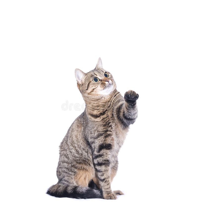 Jogos Do Gatinho Com Linha Vermelha Imagem de Stock - Imagem de branco,  felino: 75793509