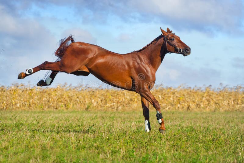 Jogo de dois cavalos imagem de stock. Imagem de preto - 48110871