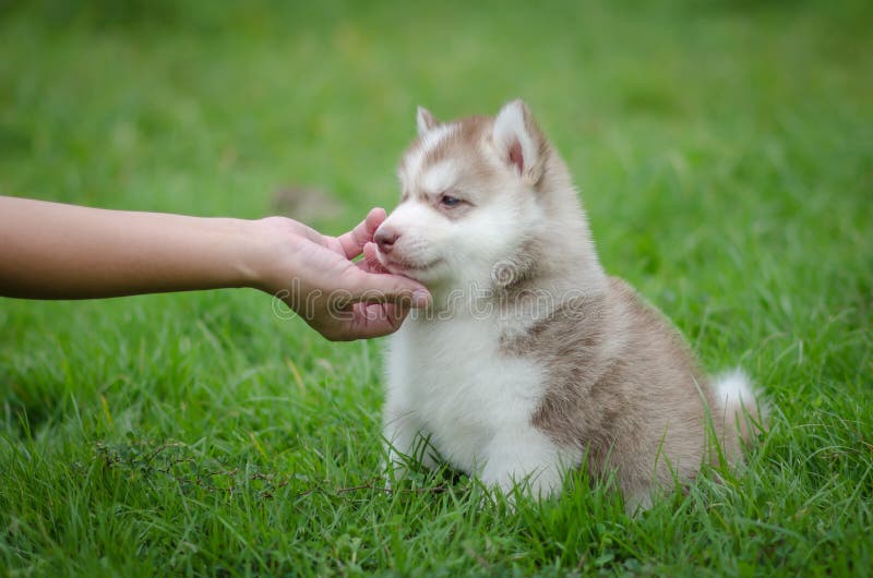 Jogos da mão da mulher com cachorrinho fotos de stock Jogos da mão da mulher com cachorrinho fotos de stock