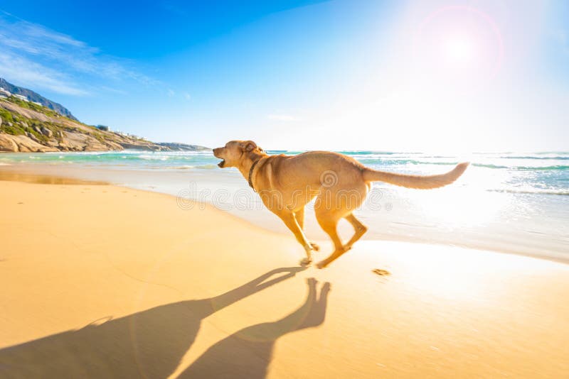 Jogos do cão na água Jogos do cão na água