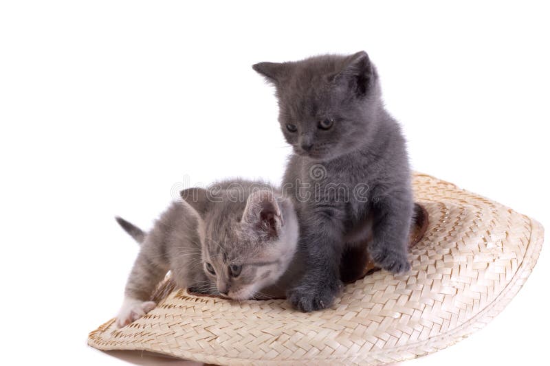 Jogos Do Gatinho Com Linha Vermelha Imagem de Stock - Imagem de branco,  felino: 75793509