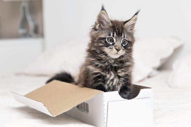 Jogos Macios Pequenos De Maine Coon Do Gatinho Foto de Stock - Imagem de  gato, cabelo: 85355236