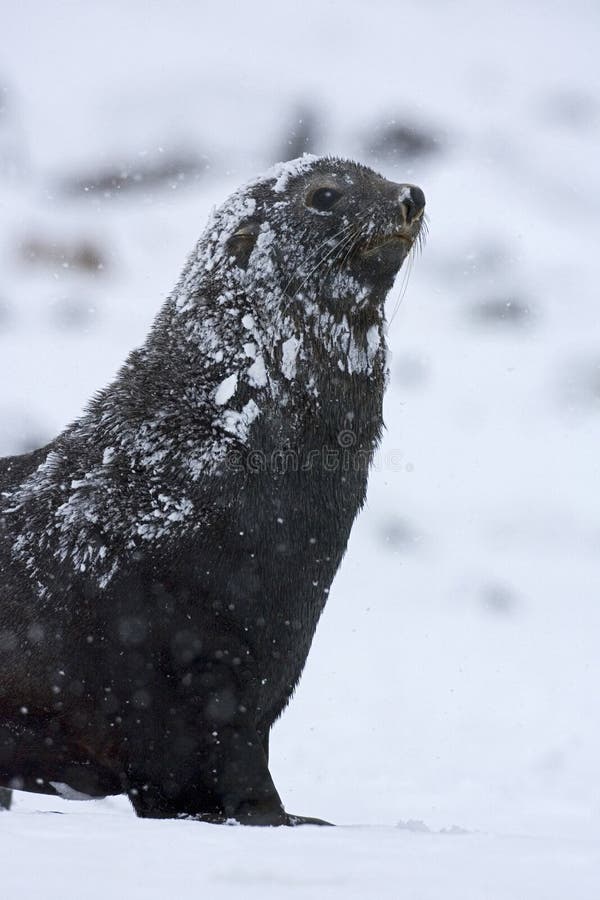 Joint de fourrure antarctique, Antarctische Pelsrob, gazella d'Arctocephalus photos stock Joint de fourrure antarctique, Antarctische Pelsrob, gazella d'Arctocephalus photos stock