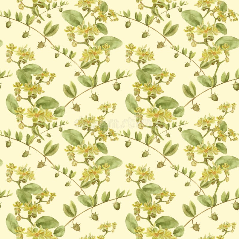 Jojoba - flores e frutos filiais Fundo sem emenda ilustração royalty free Jojoba - flores e frutos filiais Fundo sem emenda ilustração royalty free