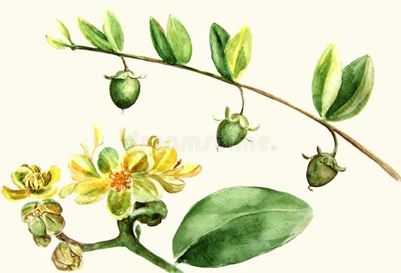 Jojoba - flores e frutos filiais Pintura da aguarela wallpaper ilustração royalty free Jojoba - flores e frutos filiais Pintura da aguarela wallpaper ilustração royalty free
