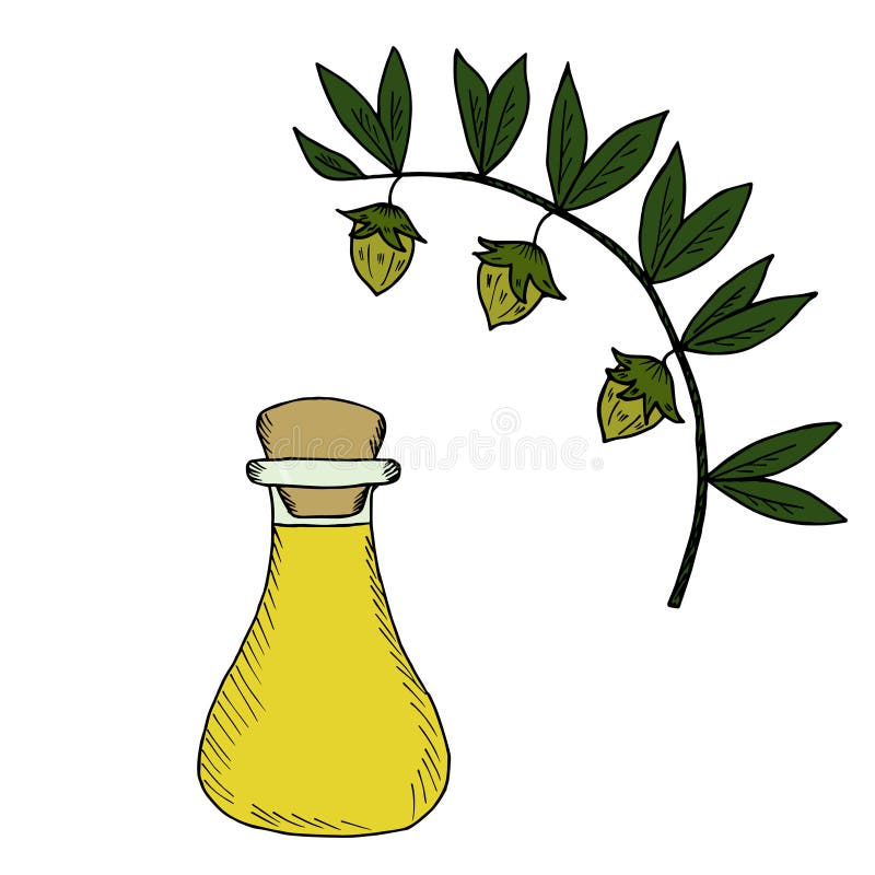 Jojoba oil bottle in color 3 vector illustration Jojoba oil bottle in color 3 vector illustration