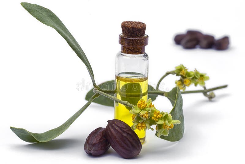 Jojoba olie, de bladeren, de bloem en de zaden van Simmondsia chinensis