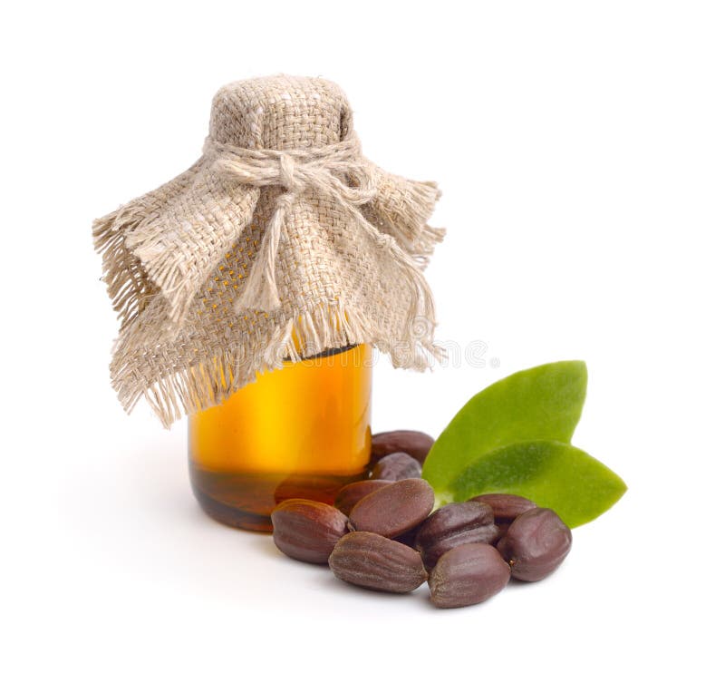 Jojoba (Simmondsia chinensis) liście, ziarna z olejem zdjęcia royalty free Jojoba (Simmondsia chinensis) liście, ziarna z olejem zdjęcia royalty free