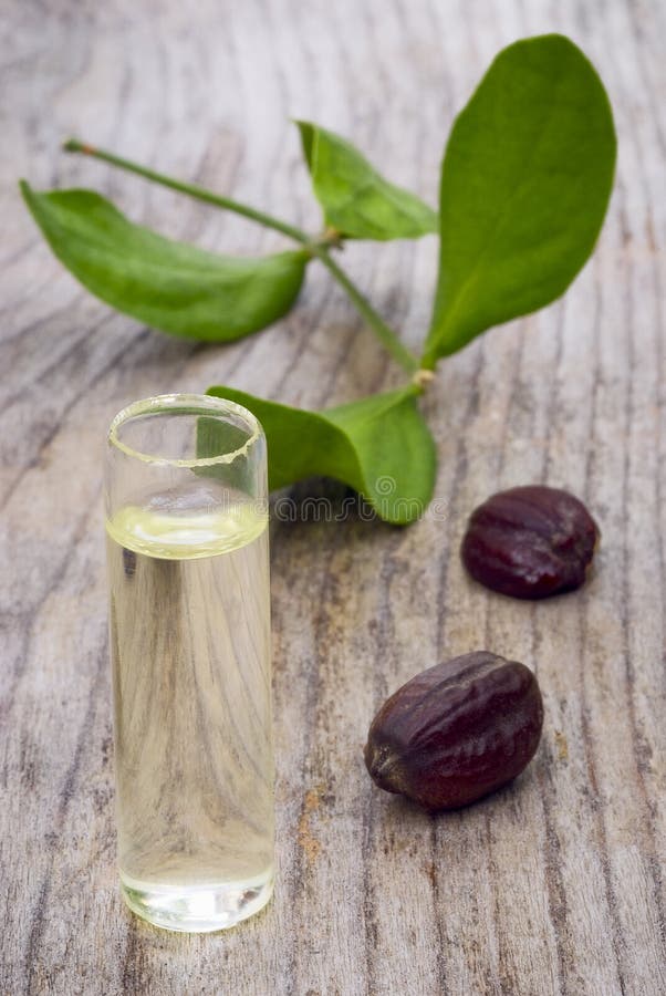 Jojoba (Simmondsia chinensis) opuszcza, ziarna i olej obrazy stock Jojoba (Simmondsia chinensis) opuszcza, ziarna i olej obrazy stock