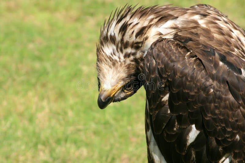 A joking young bald eagle royalty free stock photo