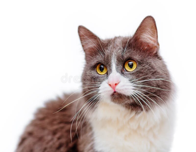 Joli chat images stock Joli chat images stock