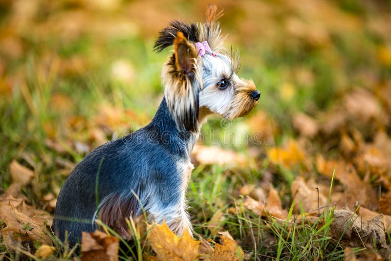 Joli chiot de la petite chienne Yorkshire Terrier sur l'herbe d'automne image libre de droits Joli chiot de la petite chienne Yorkshire Terrier sur l'herbe d'automne image libre de droits