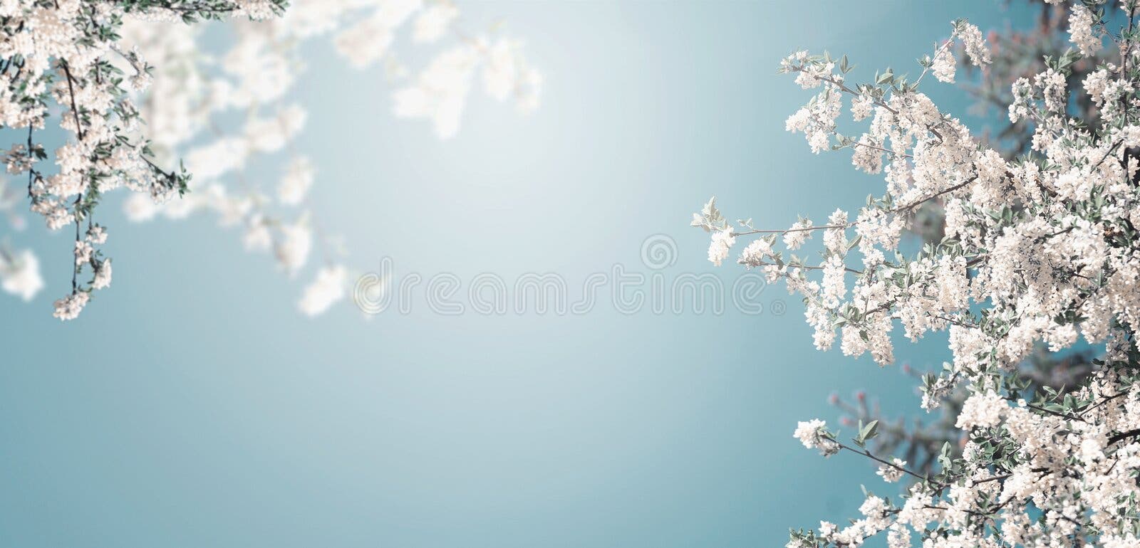 Joli fond de nature de fleur de ressort avec la floraison blanche de l'arbre au ciel bleu avec le soleil, bannière Joli fond de nature de fleur de ressort avec la floraison blanche de l'arbre au ciel bleu avec le soleil, bannière