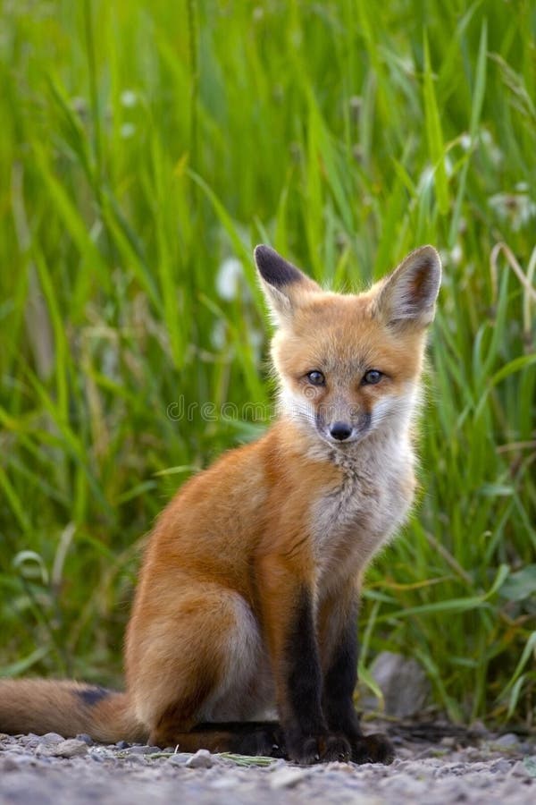 Petite Observation Mignonne De Renard De Bebe Image Stock Image Du Animal Cheri