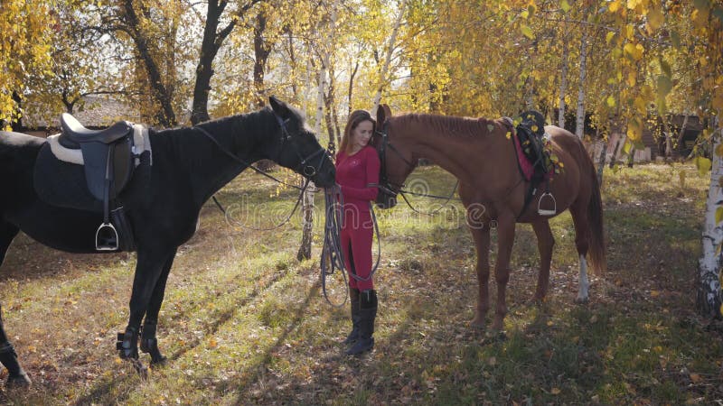 Jolie caucasienne équestre debout au soleil avec deux chevaux Jeune fille en vêtements roses passant la journée d'automne banque de vidéos