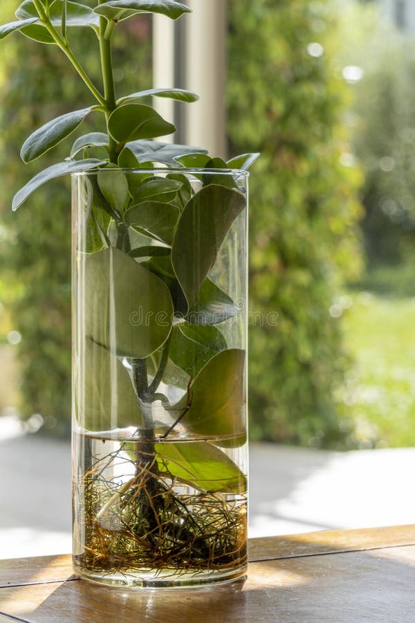 Jolie Clusier, succulent green indoor plant, in a vase revealing its roots. Closeup. Jolie Clusier, succulent green indoor plant, in a vase revealing its roots. Closeup