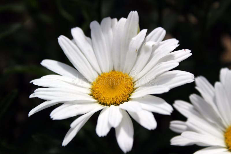 Jolie Fleur Blanche Et Jaune Au Printemps Photo stock - Image du  avantageux, ramassage: 103504952