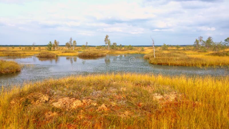 Jolie vue d'un jeune marais en un jour d'automne banque de vidéos