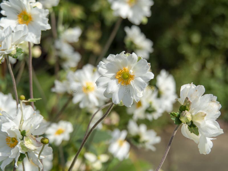 Jolies Fleurs Blanches D'anémone Dans Un Jardin Photo stock - Image du  floral, fleurs: 194720514