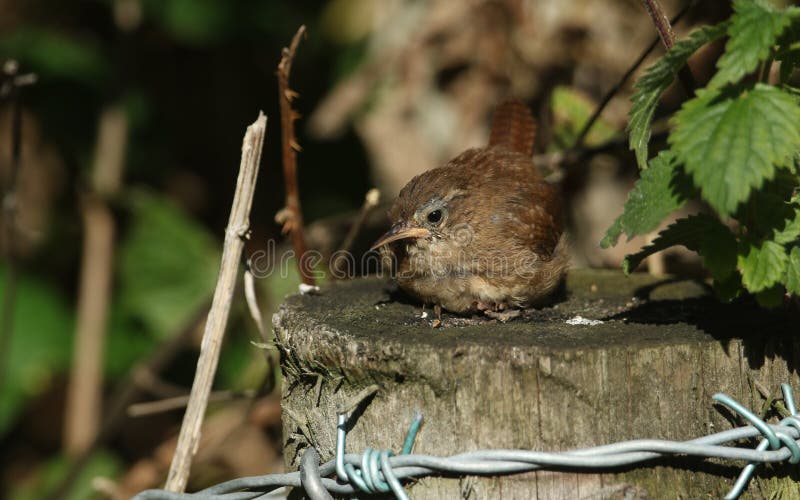 Jolis troglodytes de Wren Troglodytes se reposant sur un courrier de barrière au bord de la région boisée image libre de droits Jolis troglodytes de Wren Troglodytes se reposant sur un courrier de barrière au bord de la région boisée image libre de droits