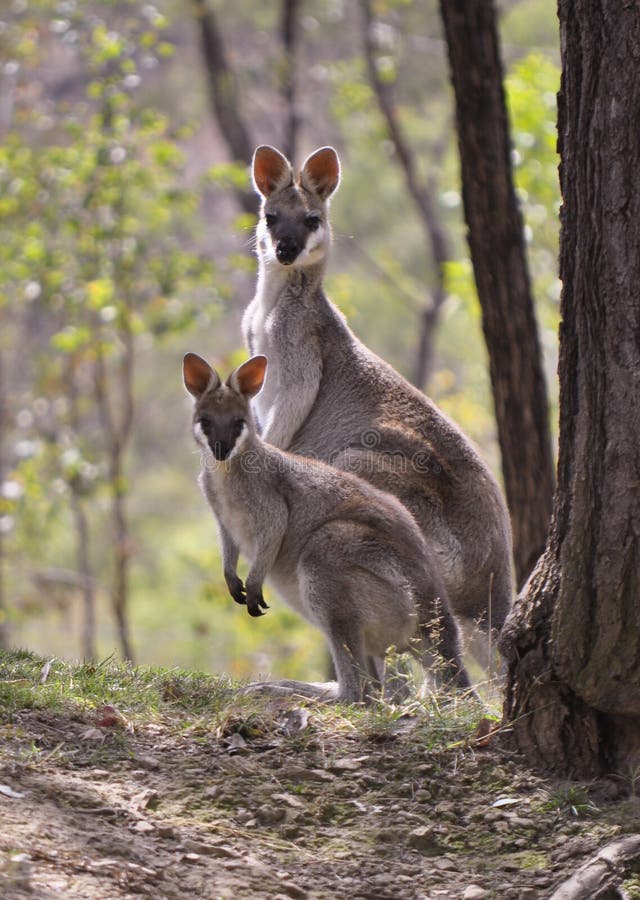 A rare pretty faced wallaby with her joey at Cania Gorge, Queensland, Australia. A rare pretty faced wallaby with her joey at Cania Gorge, Queensland, Australia