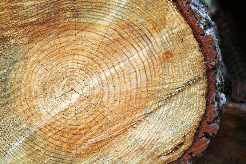 Joncteur réseau d'arbre après avoir été coupé images libres de droits Joncteur réseau d'arbre après avoir été coupé images libres de droits