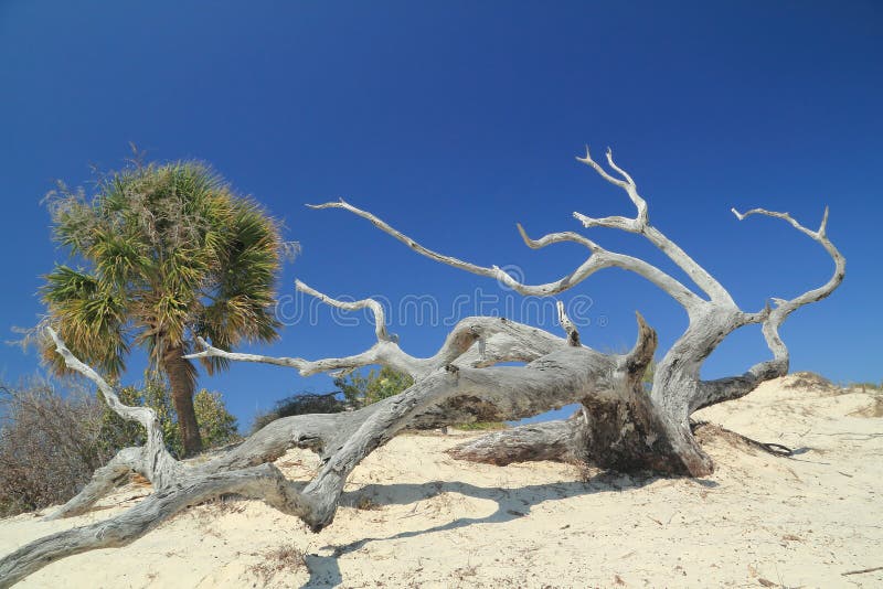 Joncteur réseau d'arbre superficiel par les agents sur la dune de sable photo libre de droits