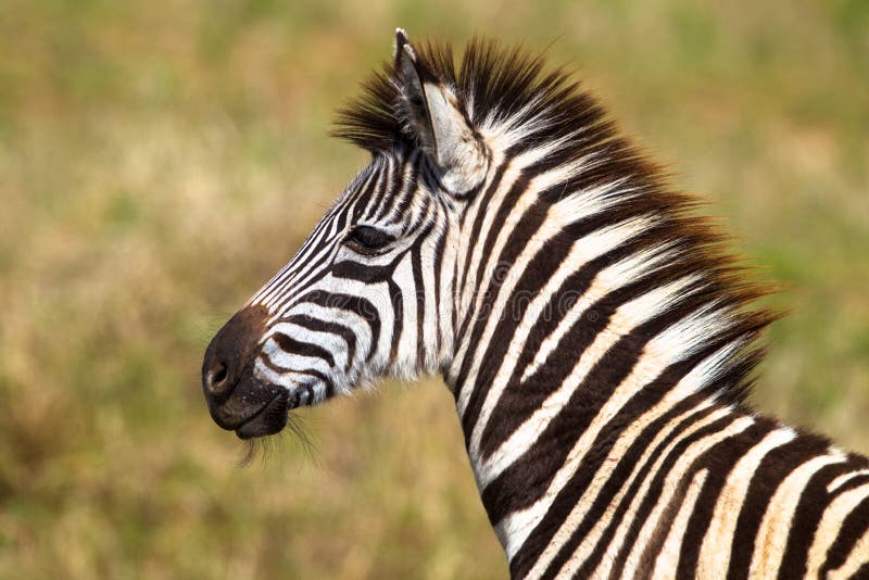 Close up Head neck portrait of young Zebra animal with a telephoto lens. The side view portrait of the young Zebra displays its amazing color contrasts and skin textures.Horizontal Color photo image in the Imfolozi Wildlife reserve. Zululand South Africa. Close up Head neck portrait of young Zebra animal with a telephoto lens. The side view portrait of the young Zebra displays its amazing color contrasts and skin textures.Horizontal Color photo image in the Imfolozi Wildlife reserve. Zululand South Africa