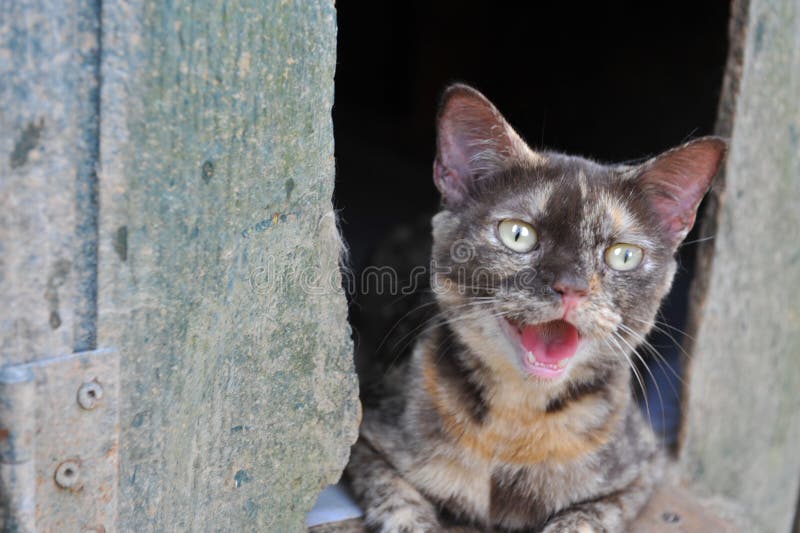 Jong katje verdwaald in een schuur royalty-vrije stock foto's