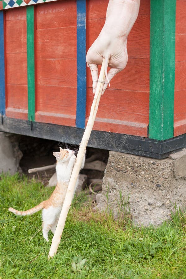 Jong katje die de maaltijd proberen te krijgen royalty-vrije stock afbeeldingen