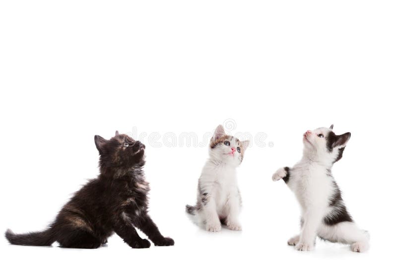 Jong katje drie die omhoog eruit zien royalty-vrije stock fotografie