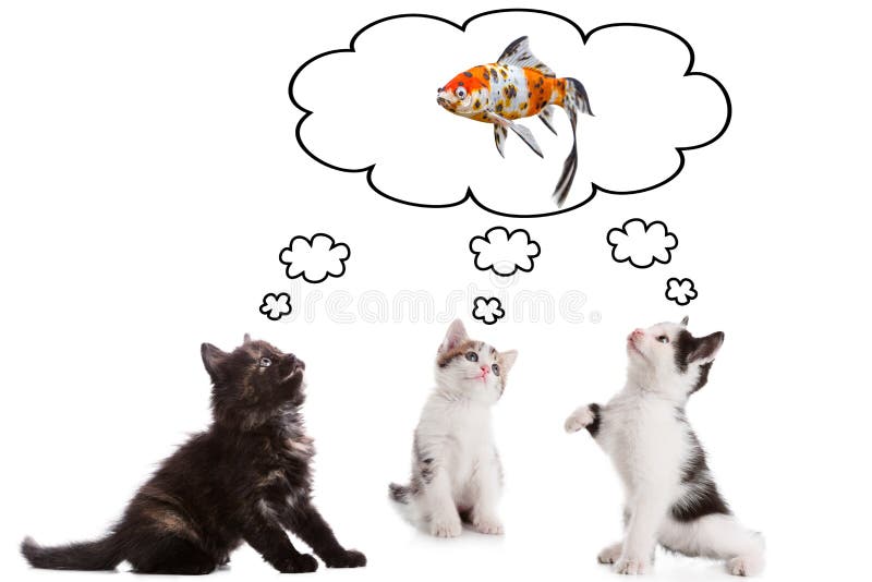 Drie jonge kittens dromen over vissen royalty-vrije stock fotografie