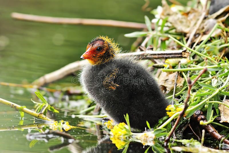 Jong kuiken van gemeenschappelijke Europese koet stock foto Jong kuiken van gemeenschappelijke Europese koet stock foto