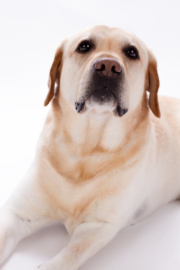 Jong labrador retriever, verscheidene maanden oud stock foto's Jong labrador retriever, verscheidene maanden oud stock foto's
