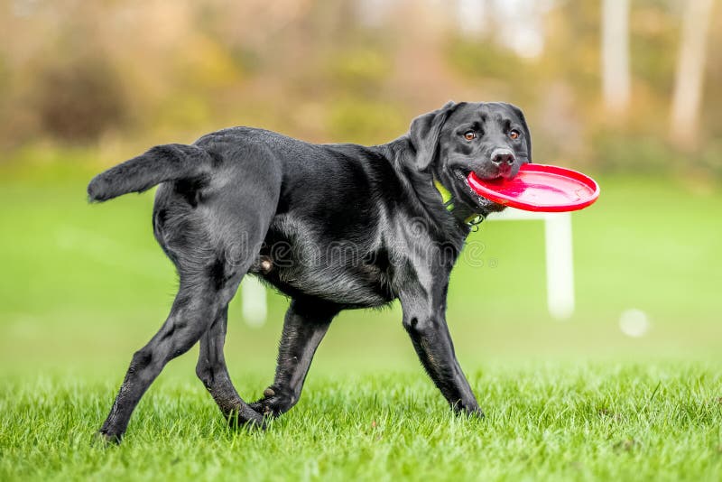 Jong Zwart Labrador die een vliegende schijf houden terug kijkend stock afbeelding Jong Zwart Labrador die een vliegende schijf houden terug kijkend stock afbeelding