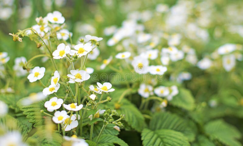 Jonge aardbeibloemen royalty-vrije stock foto's Jonge aardbeibloemen royalty-vrije stock foto's