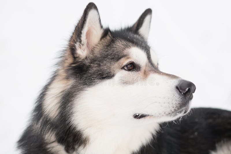 Young alaskan malamute looking back in snow. Dog winter. High quality photo. Young alaskan malamute looking back in snow. Dog winter. High quality photo