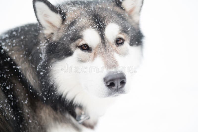 Young alaskan malamute looking back in snow. Dog winter. High quality photo. Young alaskan malamute looking back in snow. Dog winter. High quality photo