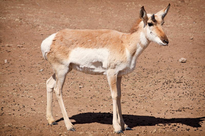 Jonge Antilope royalty-vrije stock foto's Jonge Antilope royalty-vrije stock foto's