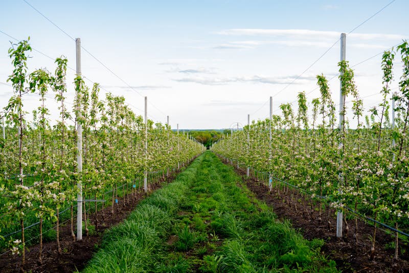 Young Apple orchard with drip irrigation system for trees. Young Apple orchard with drip irrigation system for trees.