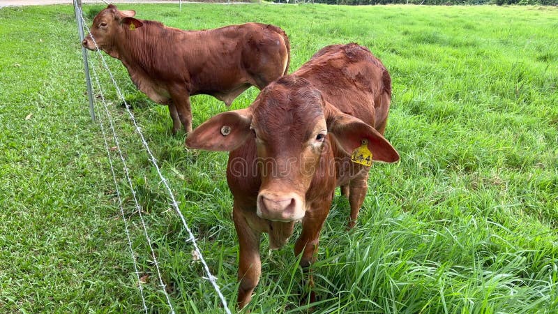 Jonge australische runderen op een boerderij