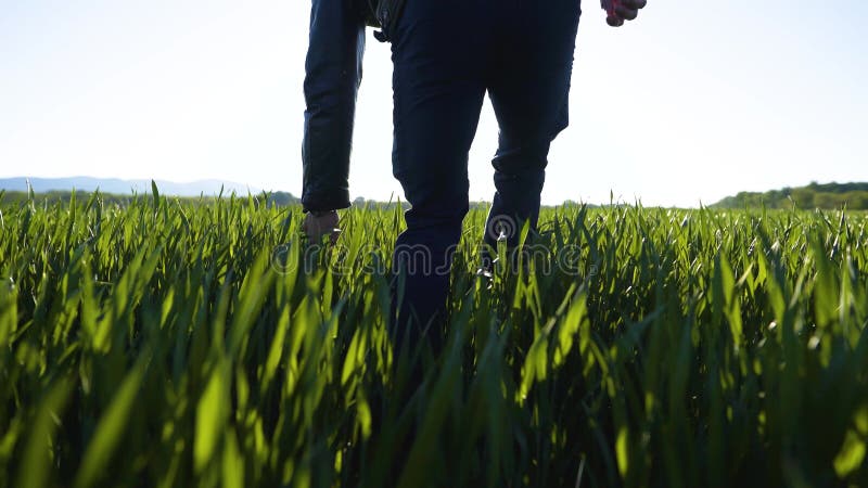 Jonge boer inspecteert ' s morgens verse maïsplanten op het veld