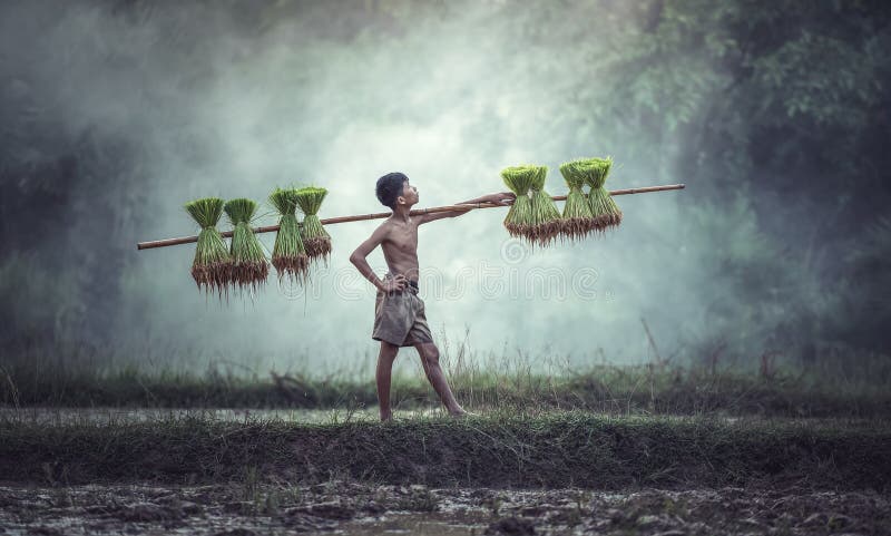 Jonge boeren telen rijst in het regenseizoen