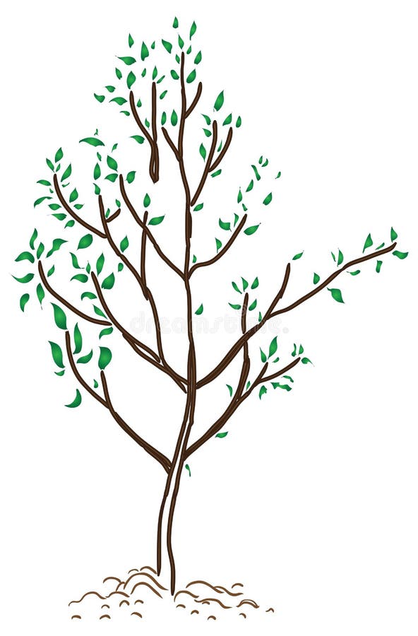 Jonge boom in de lente stock illustratie Jonge boom in de lente stock illustratie