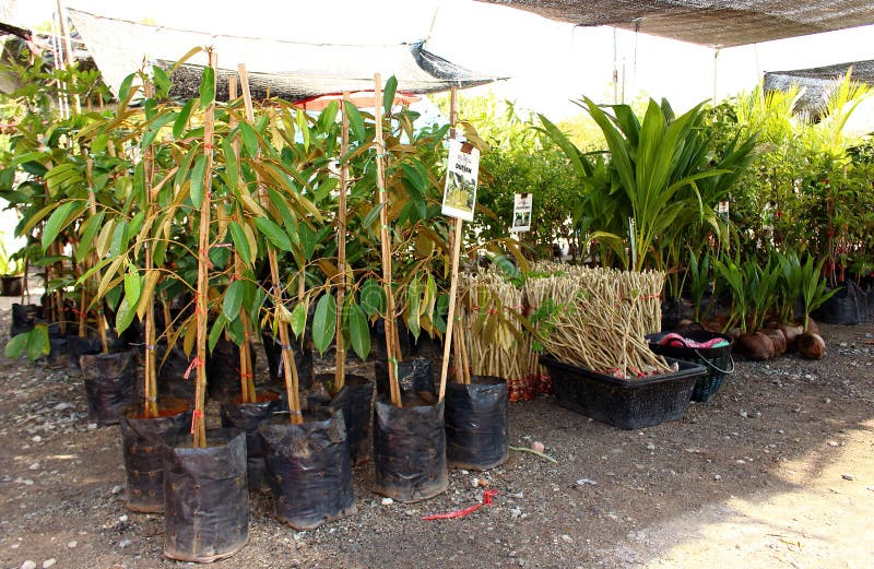 Jonge durian bomen op markt royalty-vrije stock afbeeldingen Jonge durian bomen op markt royalty-vrije stock afbeeldingen