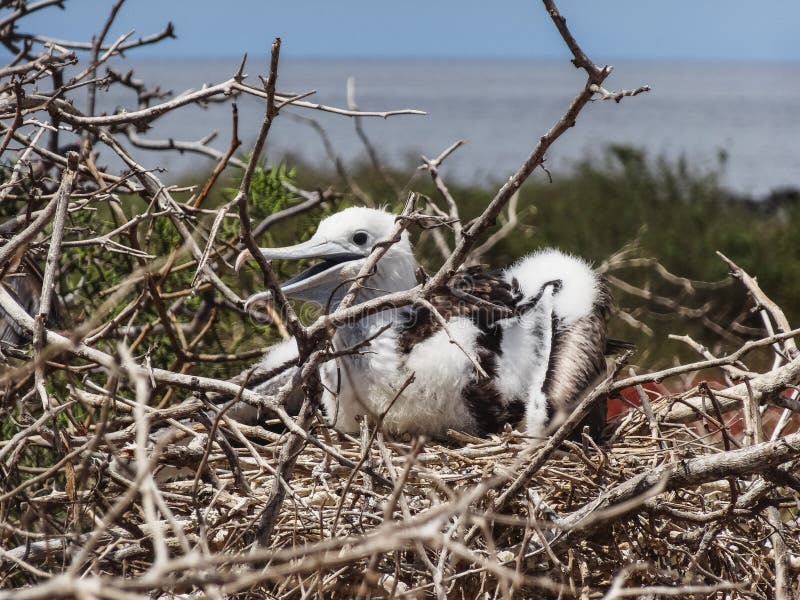 Jonge frigatebird op nationale het parkecu van de Galapagos van het genovesaeiland stock afbeeldingen Jonge frigatebird op nationale het parkecu van de Galapagos van het genovesaeiland stock afbeeldingen