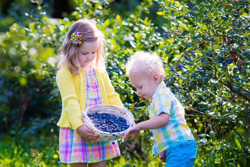Jonge geitjes die bosbes plukken royalty-vrije stock fotografie Jonge geitjes die bosbes plukken royalty-vrije stock fotografie