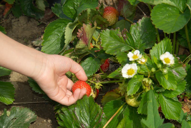 Strawberry field: kids' hand picking up a strawberry on a garden-bed, countryside strawberry plantation. Strawberry field: kids' hand picking up a strawberry on a garden-bed, countryside strawberry plantation.