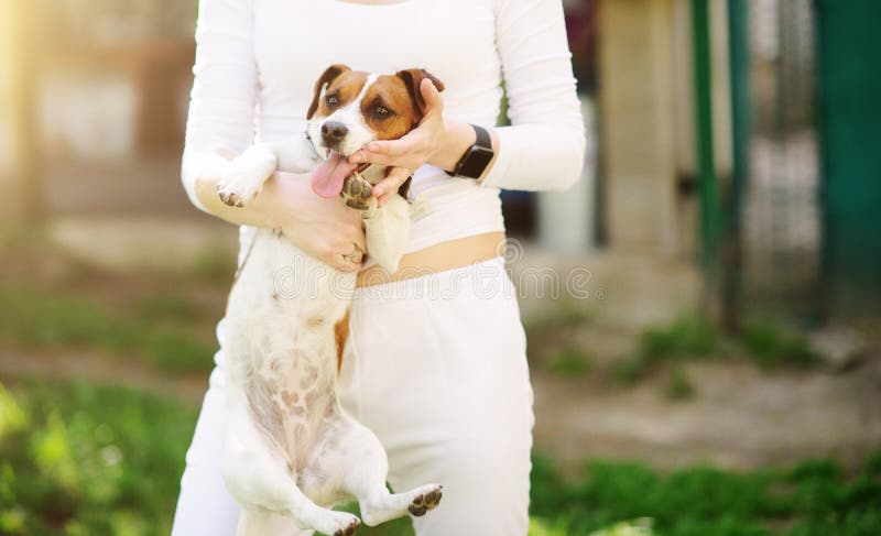 jonge gelukkige mooie vrouw die kleine hond houden royalty-vrije stock afbeeldingen jonge gelukkige mooie vrouw die kleine hond houden royalty-vrije stock afbeeldingen