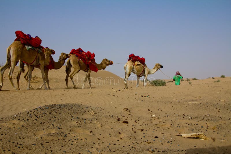 Jonge herdersgangen met zijn groep kamelen in Doubai, de V.A.E royalty-vrije stock afbeelding Jonge herdersgangen met zijn groep kamelen in Doubai, de V.A.E royalty-vrije stock afbeelding